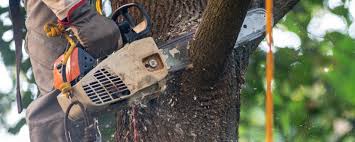 Best Tree Preservation Services  in Broadmoor, CA