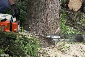 Best Tree Disease Treatment  in Broadmoor, CA