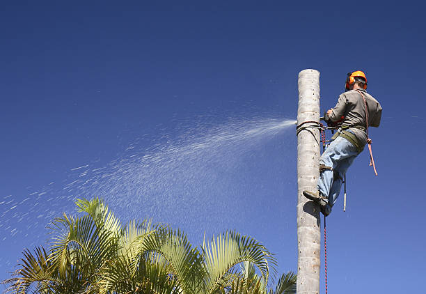 Professional Tree Care in Broadmoor, CA