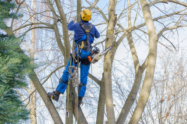 Best Tree Mulching  in Broadmoor, CA