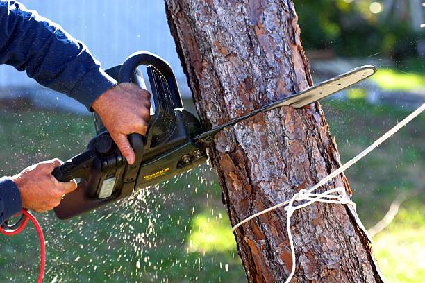 Best Hedge Trimming  in Broadmoor, CA
