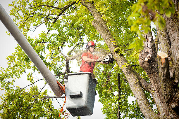 How Our Tree Care Process Works  in  Broadmoor, CA