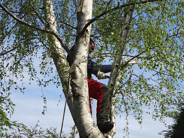 Best Seasonal Cleanup (Spring/Fall)  in Broadmoor, CA